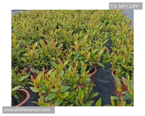 花卉种植的技巧与经验分享，助你打造四季如春的花园景观